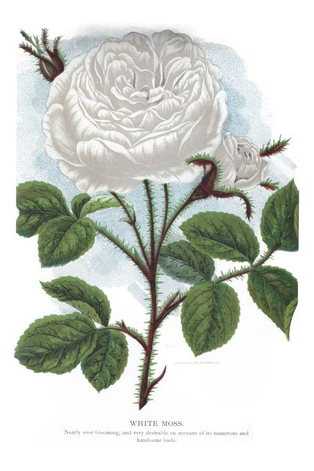 White Moss - Seneca Seed Catalog - 1893